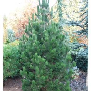 Bosnische Zwerg-Kiefer 'Irish Bell', 25-30cm, als Strauch für den Garten.