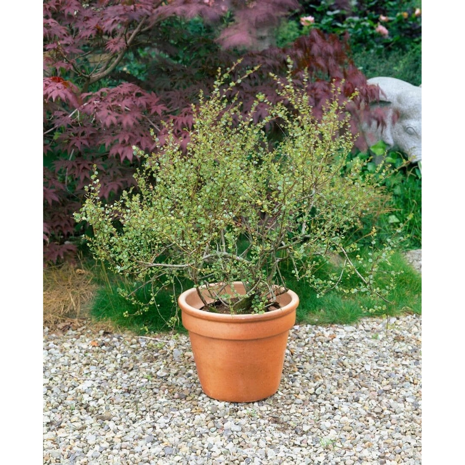 Betula Nana Zwerg-Birke 40–60 cm günstig online kaufen