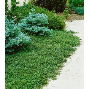 Grüner Bodendecker Cotoneaster Dammeri Radicans im Gartenbeet, niedrige, dichte Bepflanzung.