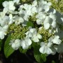 Nahaufnahme des filzigen Schneeballs (Viburnum plicatum) mit weißen Blüten und grünen Blättern.