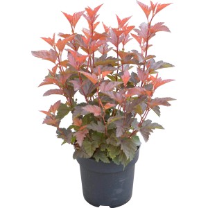 Blasenspiere Little Angel im Topf, ca. 40-60 cm hoch, mit rotem Laub.