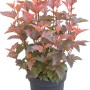 Blasenspiere Little Angel im Topf, ca. 40-60 cm hoch, mit rotem Laub.