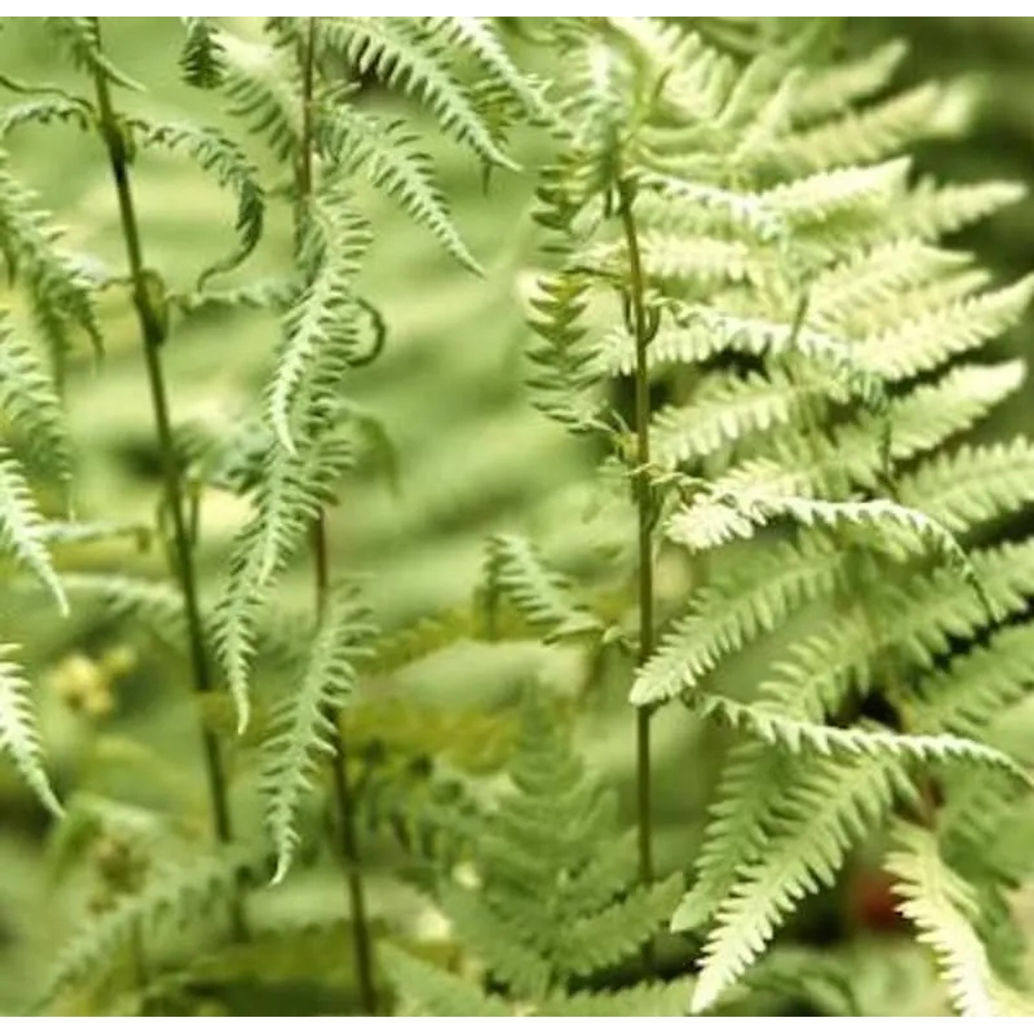 Sumpffarn - Thelypteris palustris