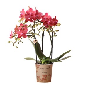 Kolibri Phalaenopsis Orchidee Kongo mit roten Blüten im 9cm Topf.