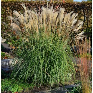 Chinaschilf 'Hermann Müssel' (Miscanthus sinensis) im Garten, Ziergras mit silbrigen Blütenständen.