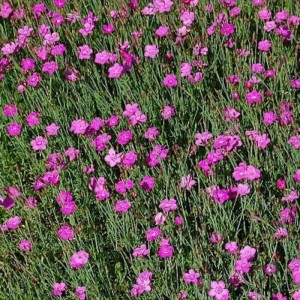 Blühende Heidennelke Roseus (Dianthus deltoides) im Garten, rosa Blüten und grüne Blätter.
