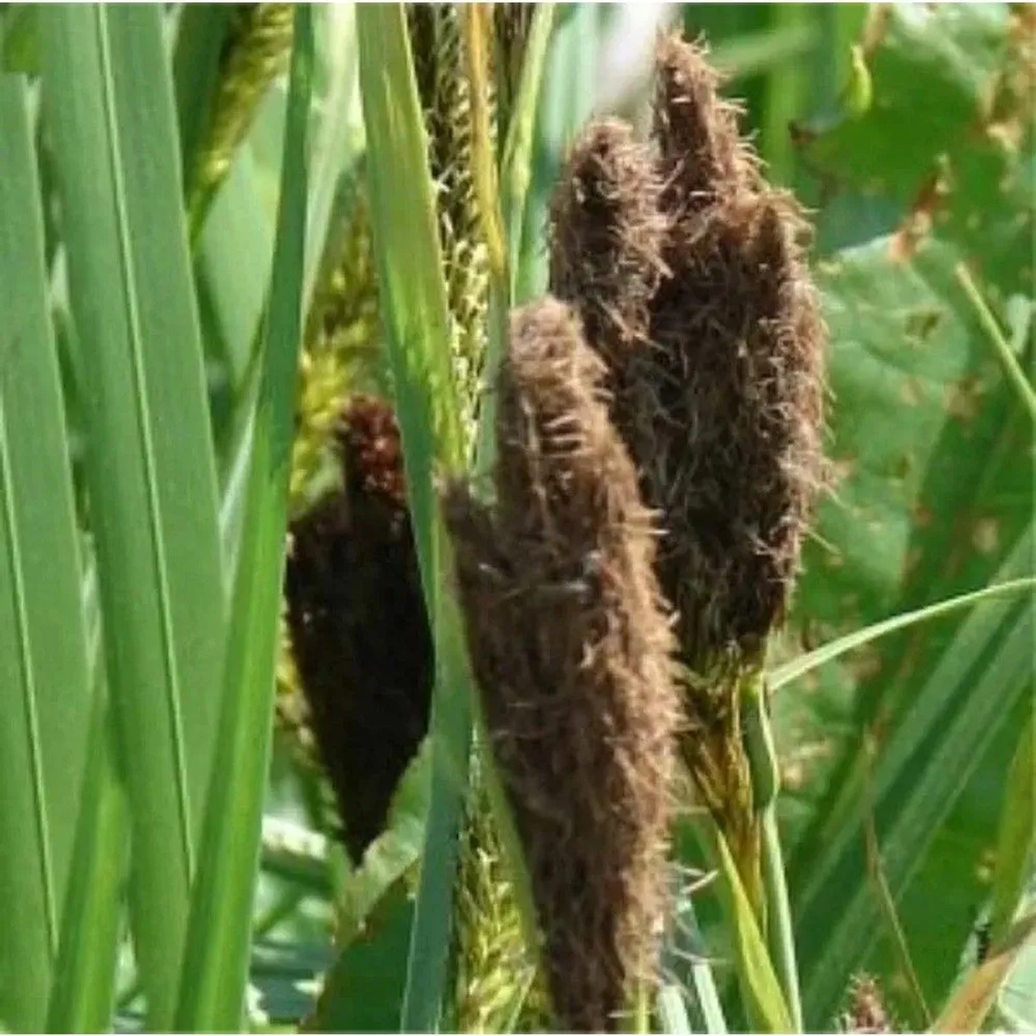 Ufersegge - Carex riparia