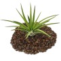 Exotenherz Tillandsia Brachycaulos Abdida auf Lavasteinen, grüne Blätter.