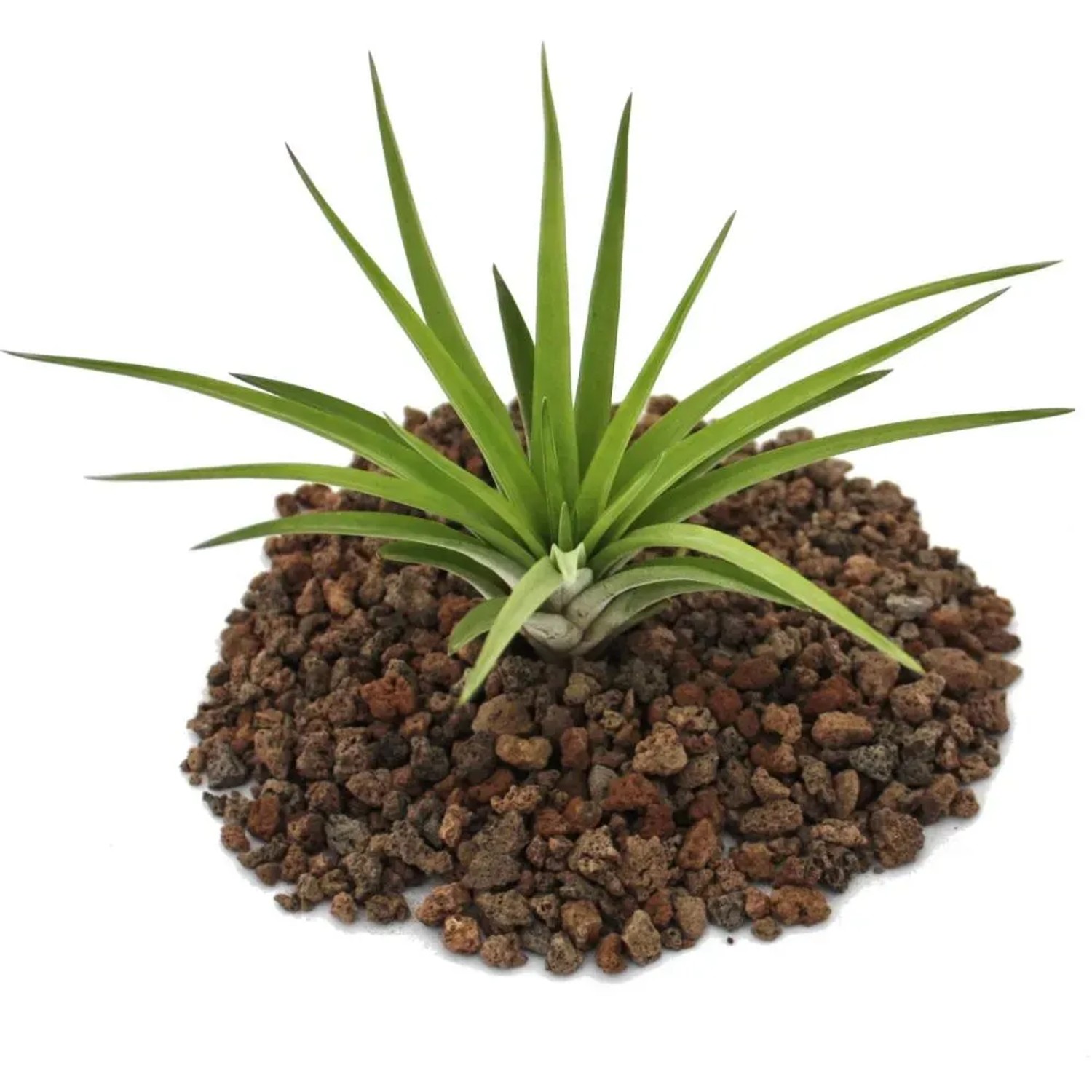 Exotenherz Tillandsia Brachycaulos Abdida auf Lavasteinen, grüne Blätter.