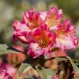 Rosa Rhododendron Yakushimanum Barbarella Blüten, ca. 50–60 cm hoch.