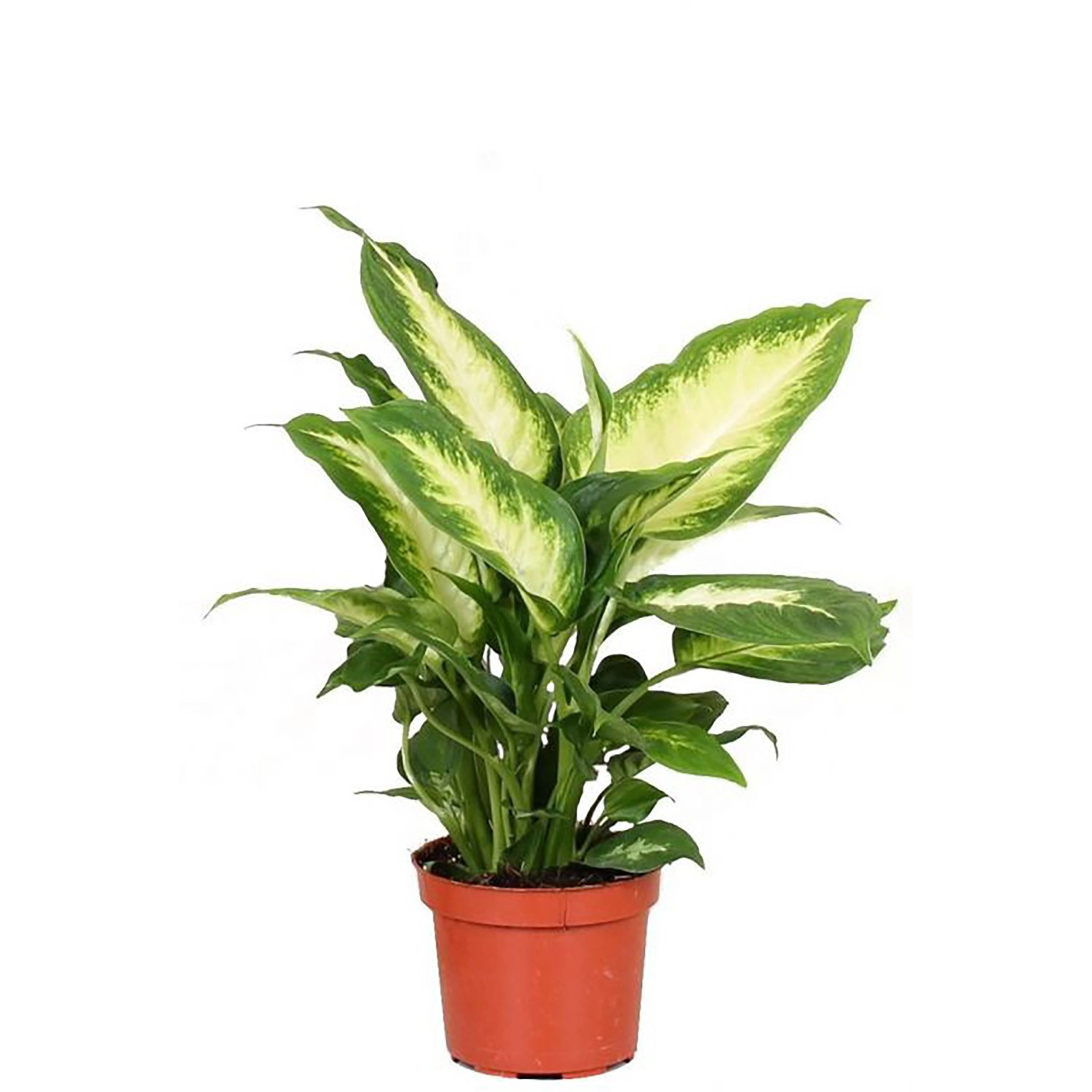 GROW Dieffenbachie Camilla Höhe ca. 35cm Topf-Ø 12 cm Dieffenbachia maculat günstig online kaufen