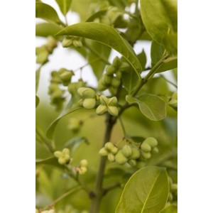 Nahaufnahme: Euonymus Planipes Spindelstrauch mit grünen Blättern und auffälligen, noch unreifen Früchten.