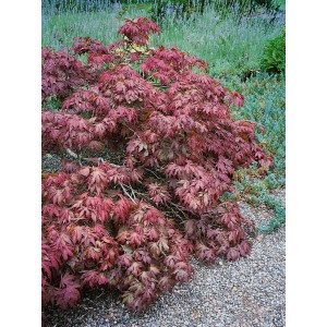 Kompakter Acer Palmatum Pixie Japanischer Ahorn mit roten Blättern im Garten.