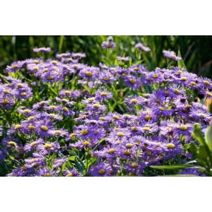 Nahaufnahme von violetten Glattblattastern (Aster Novi-belgii Blütenmeer) mit gelben Blütenkörben.