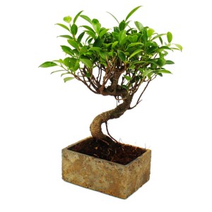 Exotenherz Bonsai Ficus, 6 Jahre alt, in Steinoptik-Keramiktopf. Zimmerbonsai mit grünen Blättern.