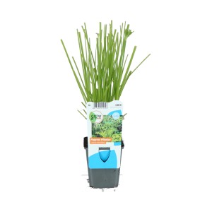 Zyperngras Gelbgrün im Topf, ca. 9 cm Durchmesser, für Teich und Sumpf.