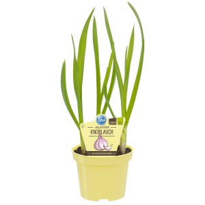 Echter Knoblauch im Topf (Ø 12cm) mit grünen Blättern. Vielseitiges Küchenkraut für Beet und Balkon.