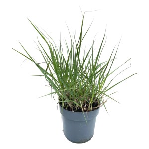 GROW by OBI Rutenhirse Prairie Sky im Topf, Ziergras mit blau-grünen Blättern.