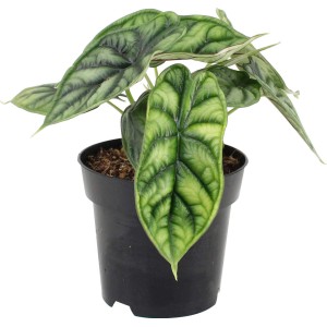 Pfeilblatt-Alokasie Dragon Scale im schwarzen Topf, Blätter blau-grün mit dunklen Blattadern.