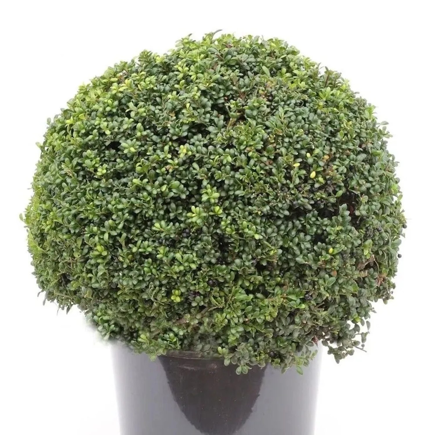Kugelschnitt Japanische Stechpalme Ilex Glori Gem 20-25cm - Ilex crenata