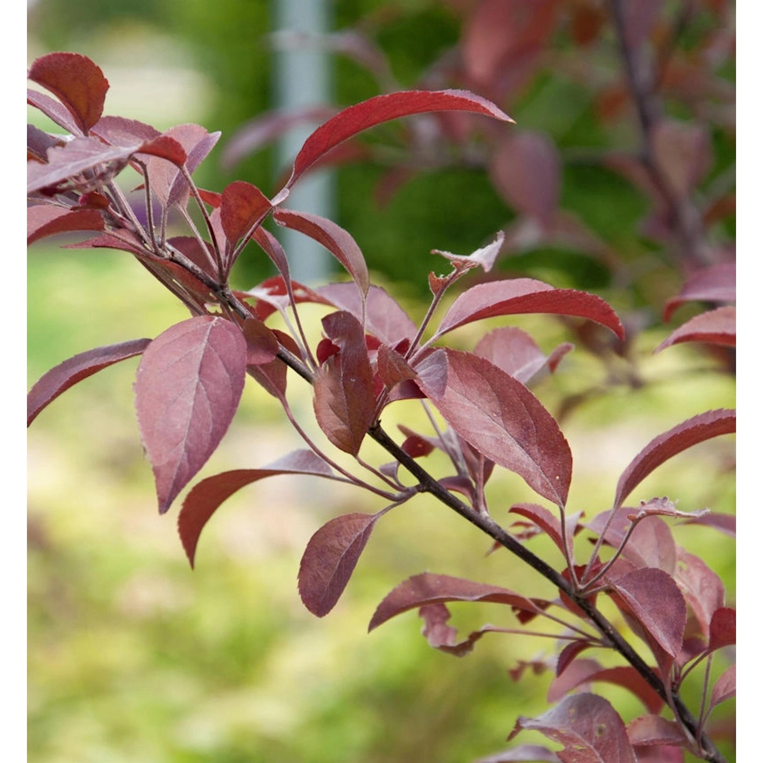 Zierapfel Coccinella 60-80cm - Malus Hybride günstig online kaufen