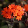 Orangerote Lichtnelke Vesuvius - Lychnis arkwrightii