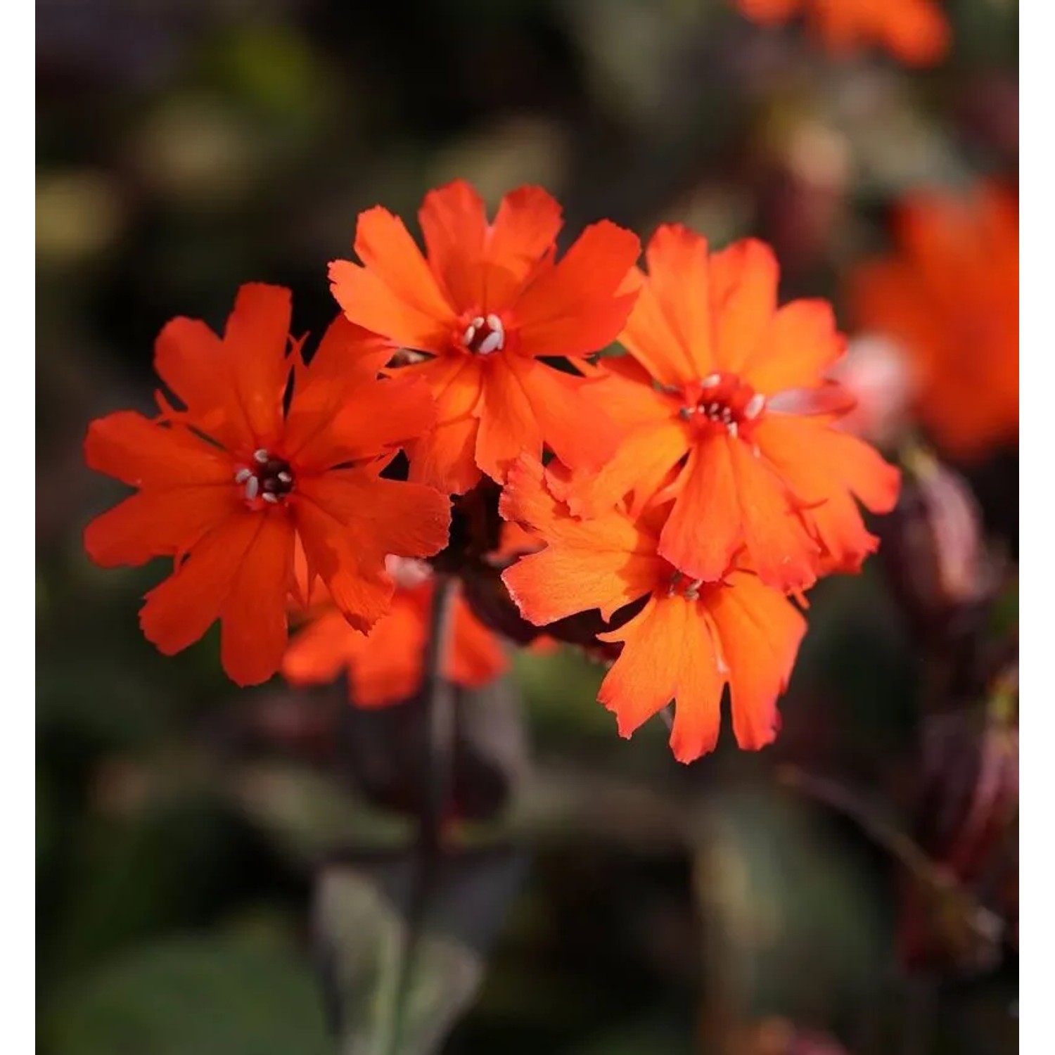 Orangerote Lichtnelke Vesuvius - Lychnis arkwrightii
