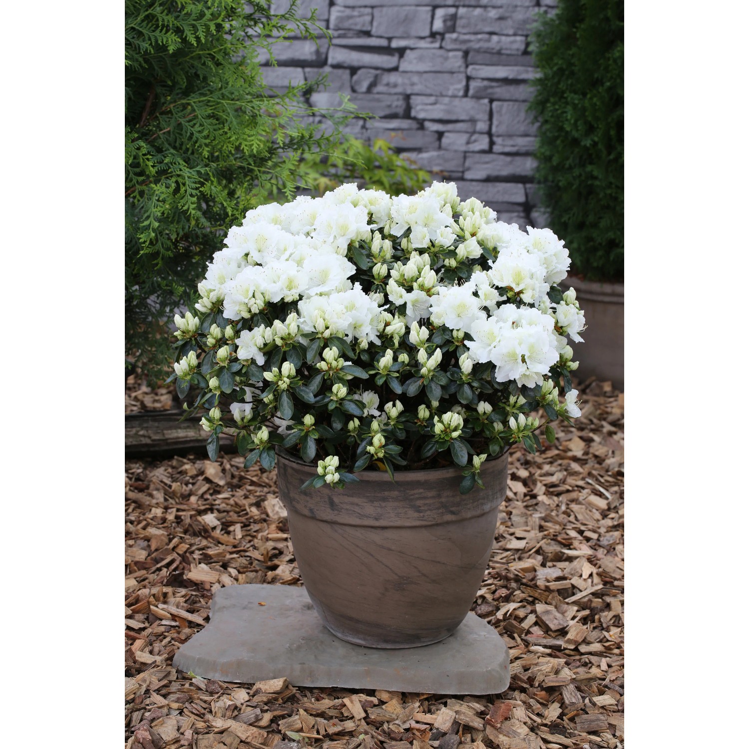 topferde für olivenbaum Olivenbaum-Set + Titan 72×75 cm Jade main image 1