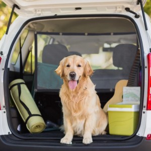 Relaxdays Auto Trennnetz für Hunde PP Gummi Schwarz Universell 65 cm x 115 cm 0,34 kg