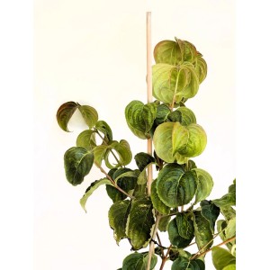 Baumfink Japanischer Blumen Hartriegel Rosy Teacups als Topfpflanze 60-80cm