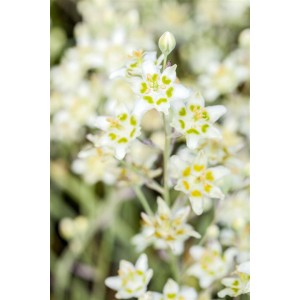 Nahaufnahme der weißen, sternförmigen Blüten der Zigadenus Elegans (Prärielilie) im 9x9 cm Topf.