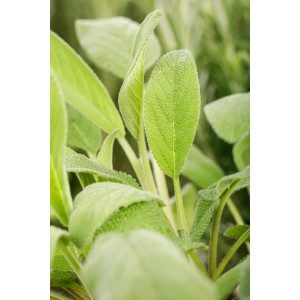 Nahaufnahme von GROW by OBI Salbei (Salvia) mit grünen Blättern.