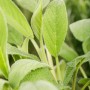Nahaufnahme von GROW by OBI Salbei (Salvia) mit grünen Blättern.