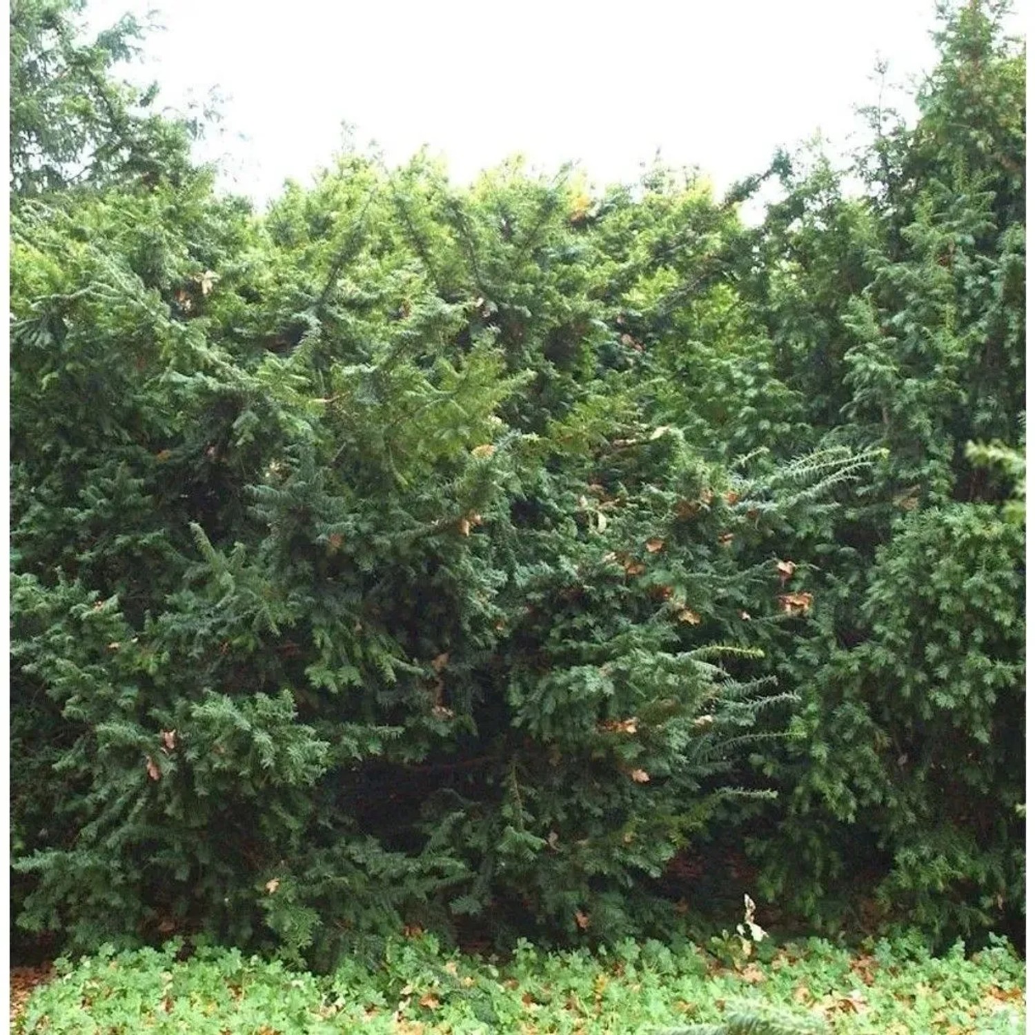 Goldgelbe Eibe Summergold 30-40cm - Taxus baccata