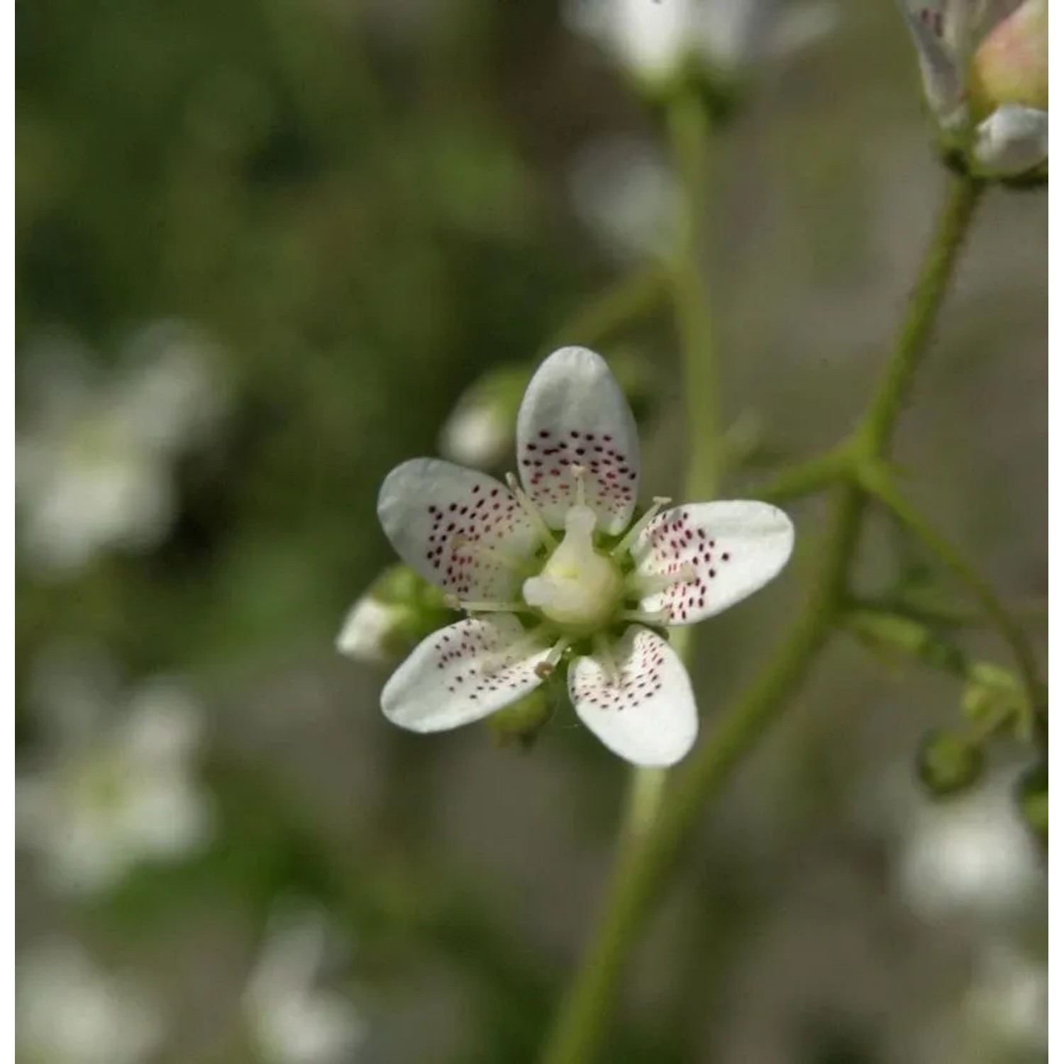Rundblättriger Steinbrech - Saxifraga rotundifolia