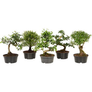 Verschiedene Bonsai-Sorten im Topf (ca. 14 cm Ø) als Zimmerbonsai.
