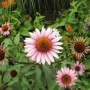 Rosa Garten Sonnenhut 'Leuchtstern' (Echinacea purpurea) im Gartenbeet.