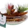 Tillandsien-Arrangement im Glasgefäß mit Holz und Steinen, Topf ca. 15cm.