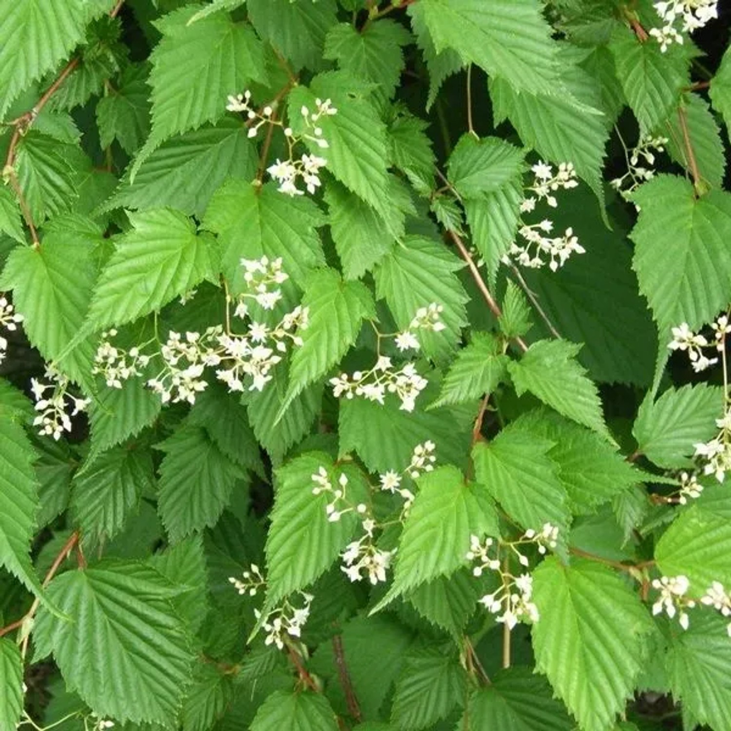 Kranzspiere Stephanandra tanakae 30 bis 40 cm im Container Herbstfärbung