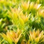 Nahaufnahme der Japanischen Lavendelheide 'Prelude' im 10 cm Topf, grüne und gelbe Blätter.