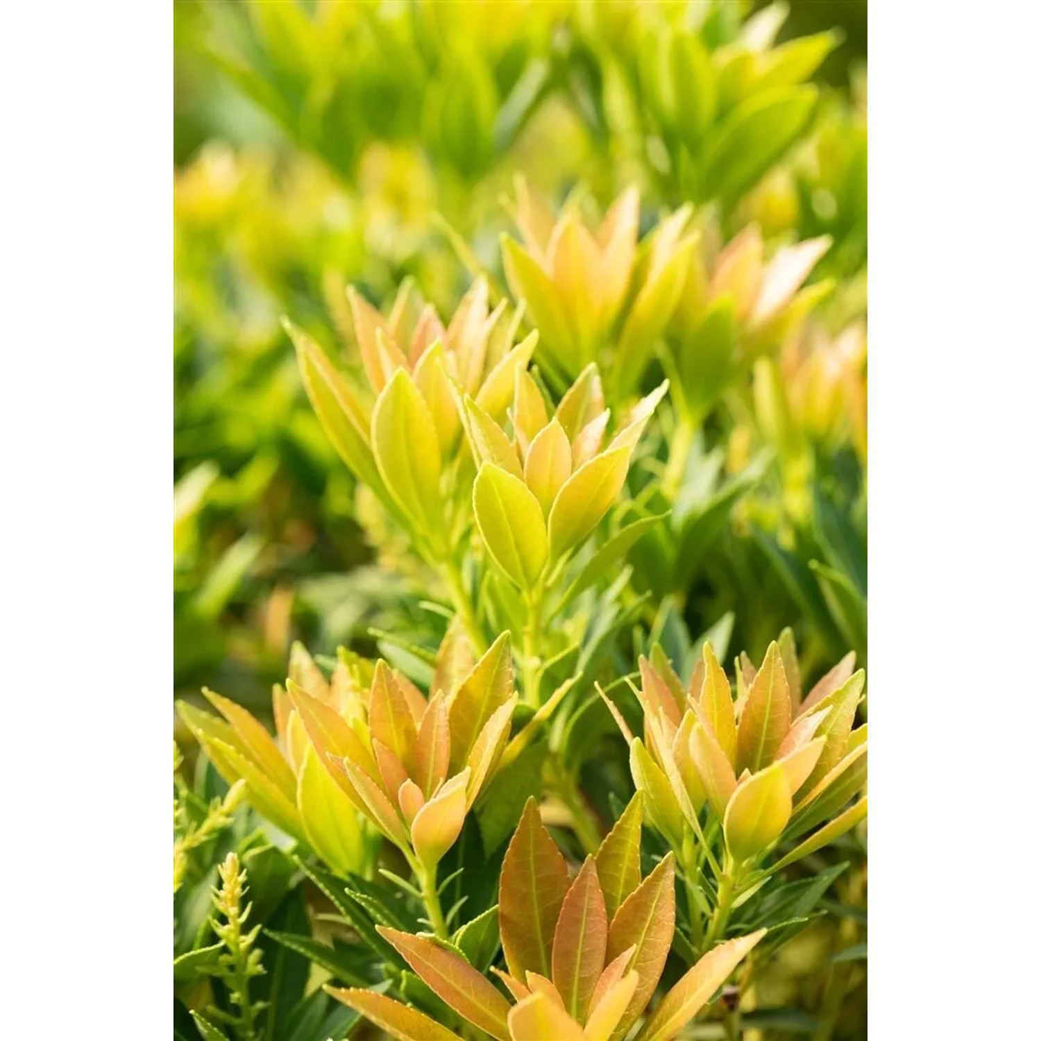 Nahaufnahme der Japanischen Lavendelheide 'Prelude' im 10 cm Topf, grüne und gelbe Blätter.