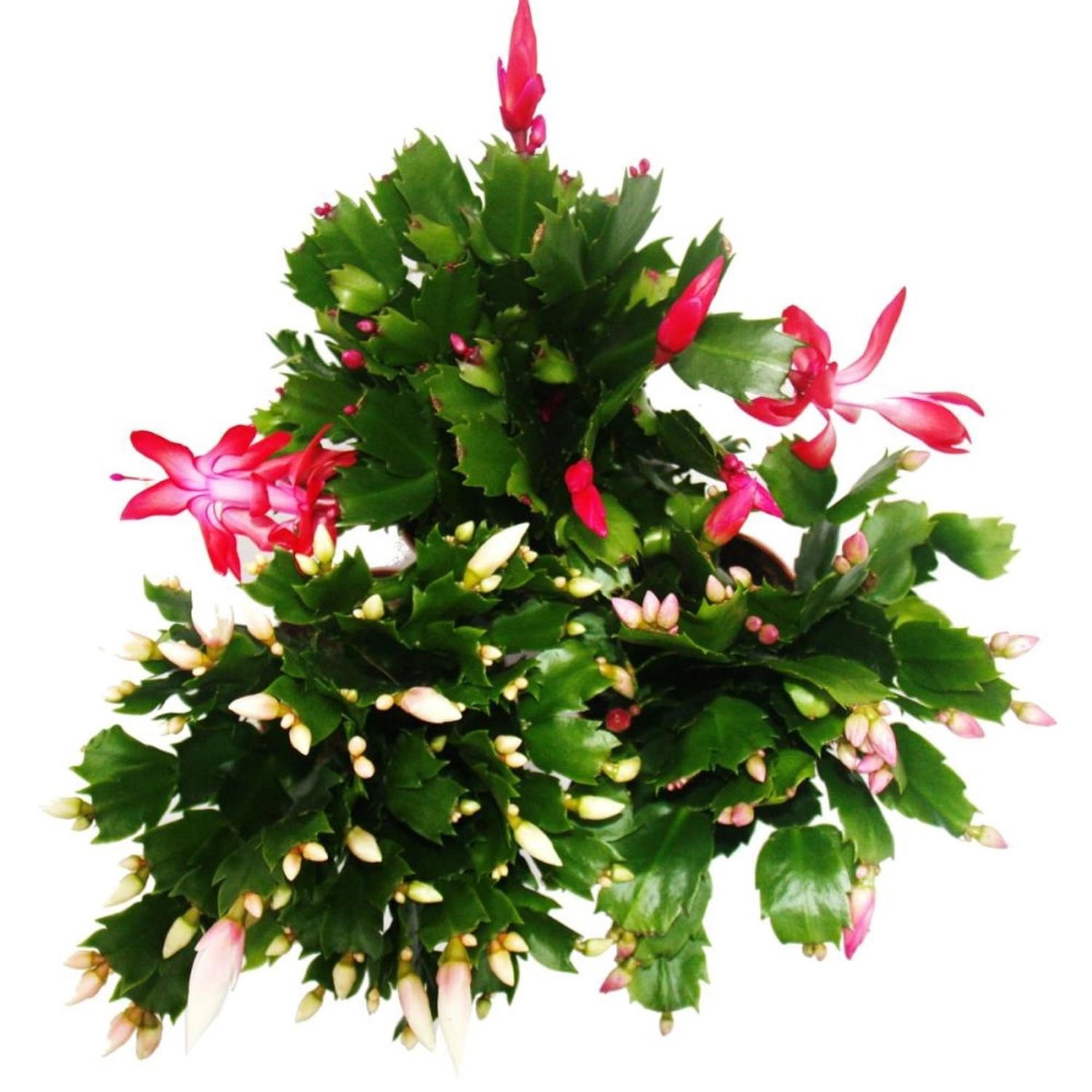 Exotenherz Weihnachtskaktus Set mit roten, rosa und weißen Blüten in Töpfen.