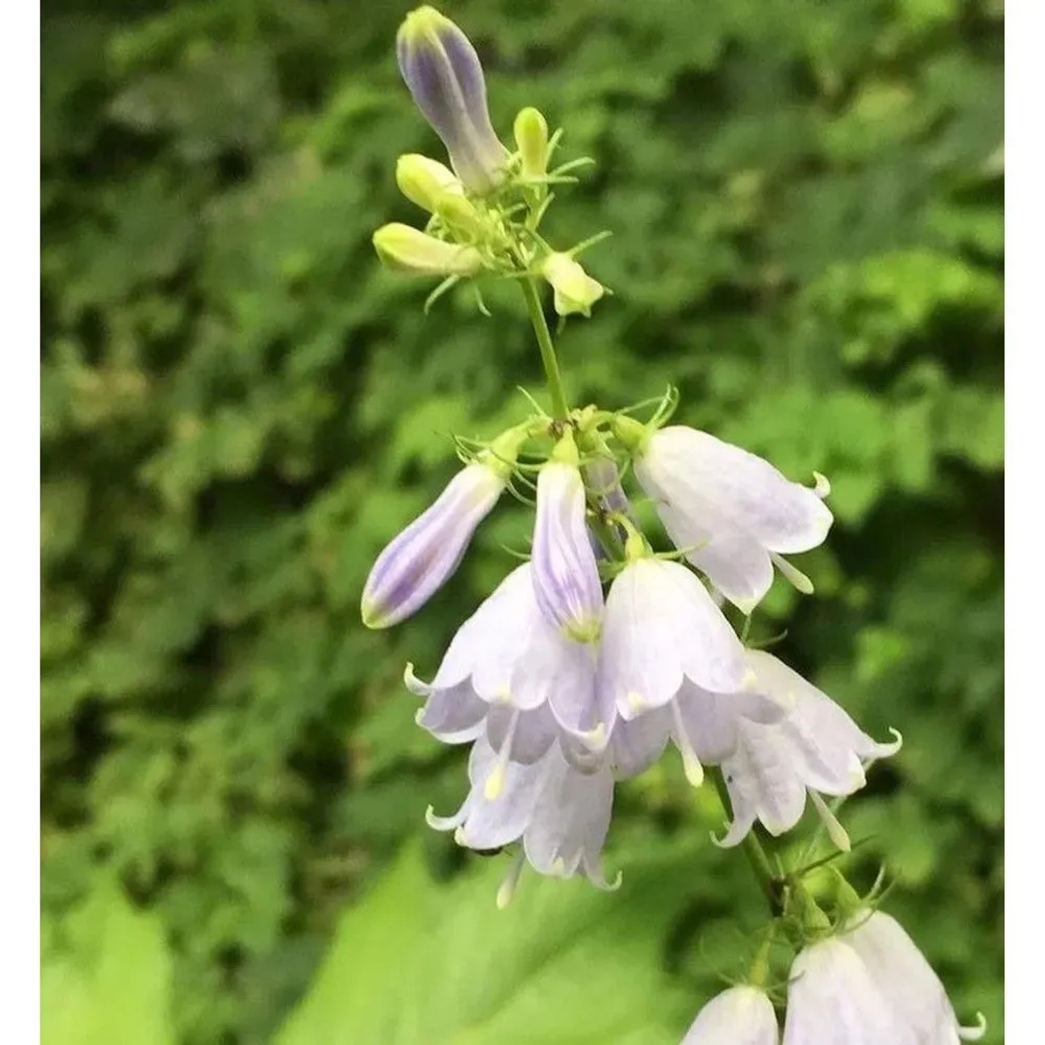 Schellenblume - Adenophora,iliifolia
