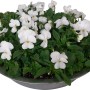 Weiße Frühlingsblüher in Zinkschale, Bellis perennis, Topf-Ø 29cm. Dekorative Bepflanzte Schale für Balkon und Terrasse.