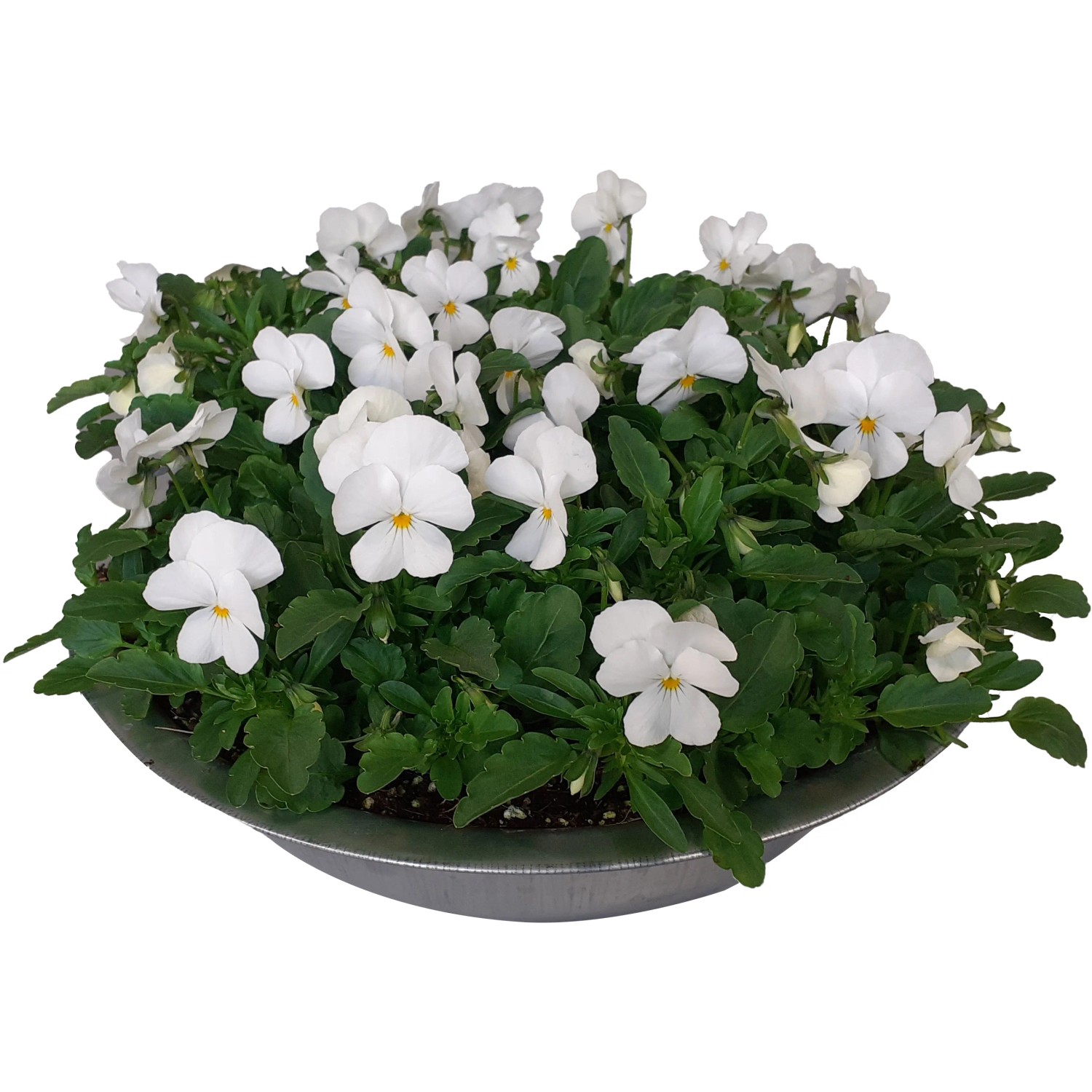 Weiße Frühlingsblüher in Zinkschale, Bellis perennis, Topf-Ø 29cm. Dekorative Bepflanzte Schale für Balkon und Terrasse.