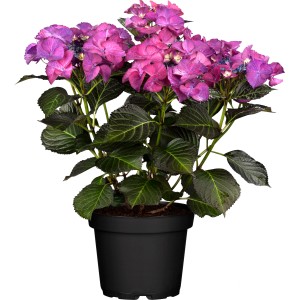 Tellerhortensie Dark Angel Rot im Topf, rote Blüten und dunkles Laub.