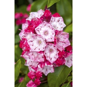 Nahaufnahme: Rosa blühender Berglorbeer (Kalmia Latifolia), ca. 25–30 cm hoch.