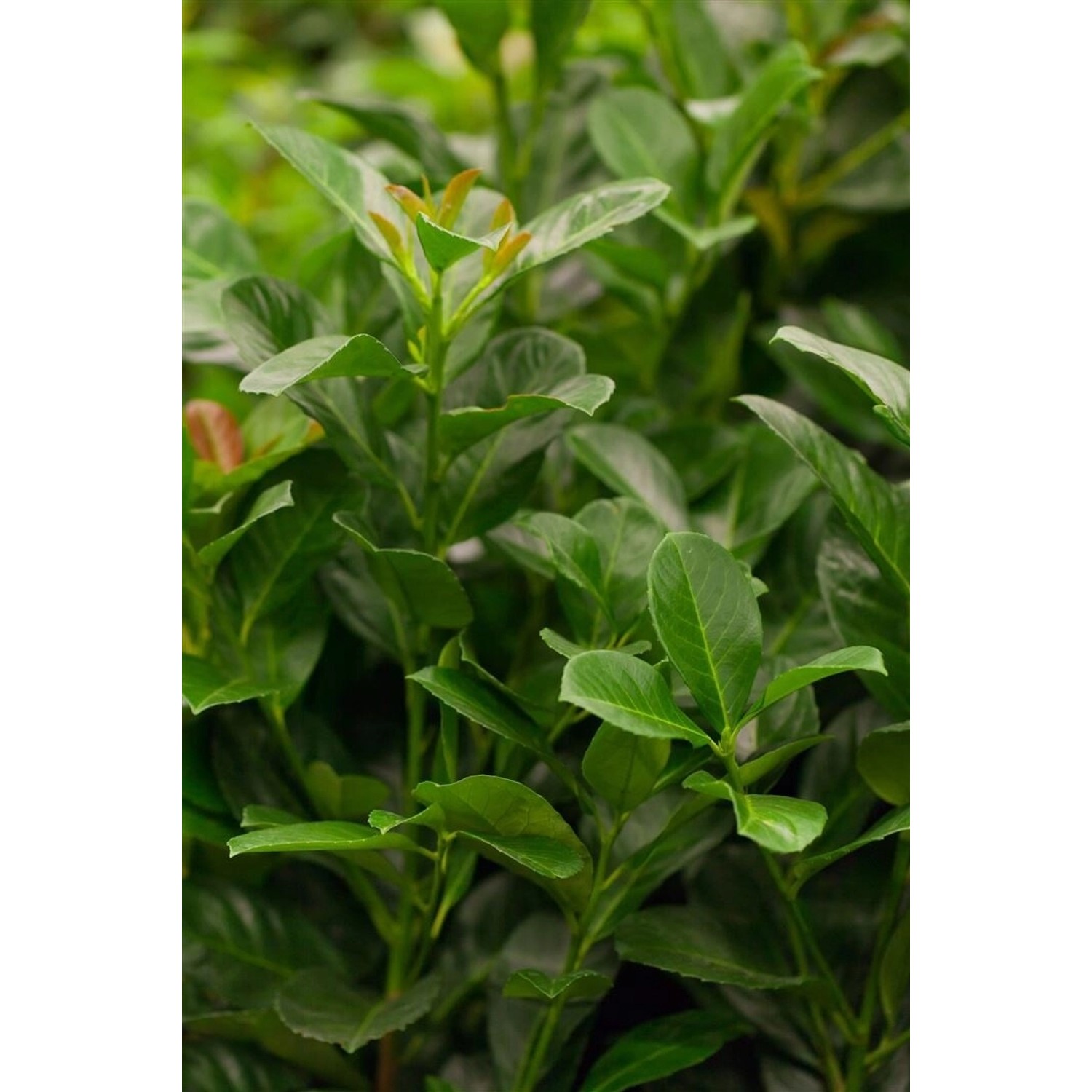 Prunus laurocerasus 'Etna' -R- 15-20 cm