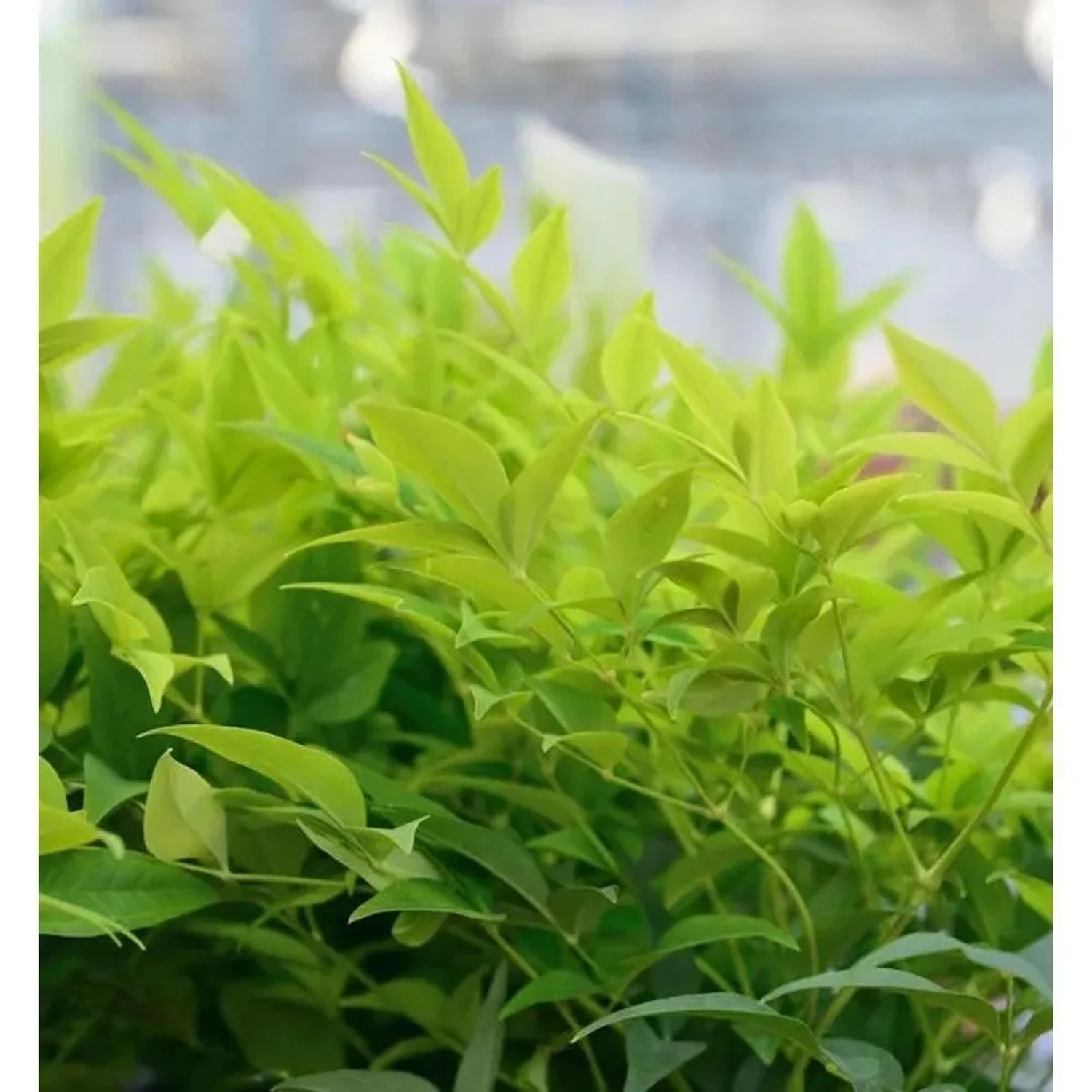 Himmelsbambus Lemon Lime 30-40cm - Nandina domestica