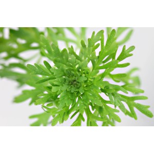 Nahaufnahme der Aquariumpflanze Limnophila Sessiliflora, einer grünen Stängelpflanze.